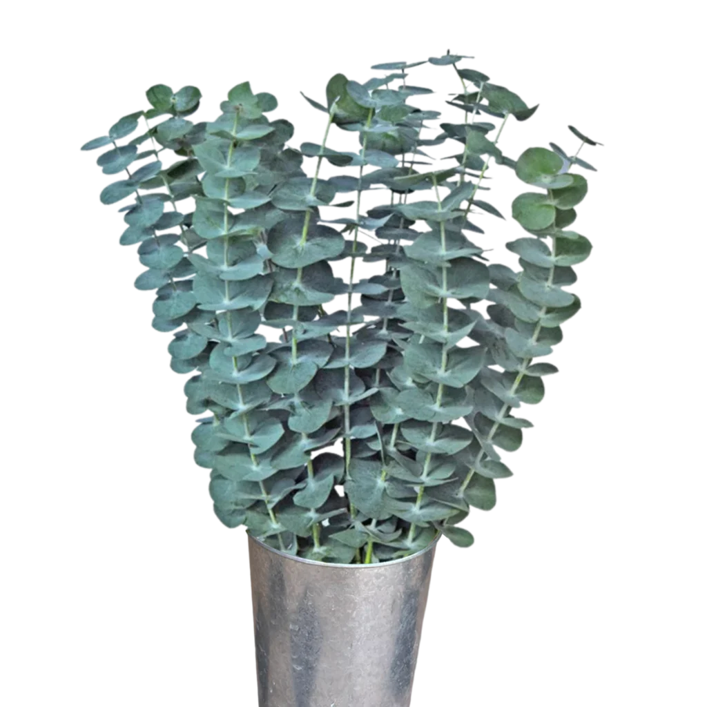 eucalytpus baby blue