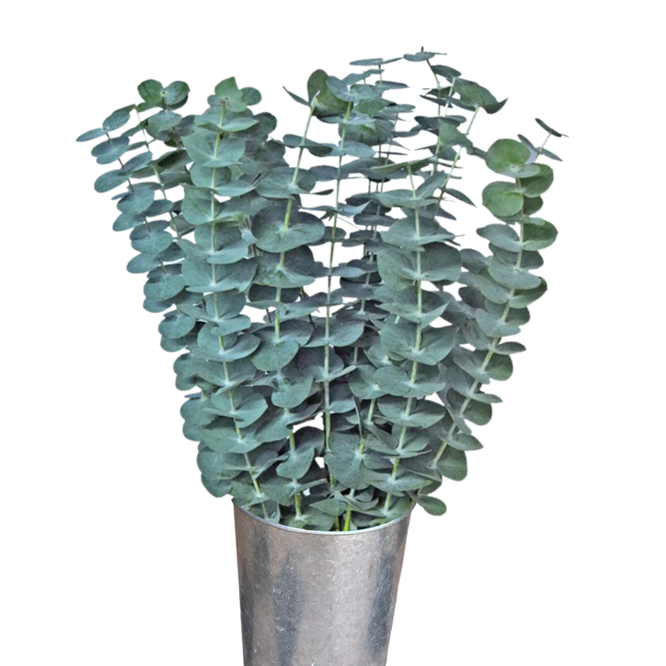 eucalytpus baby blue