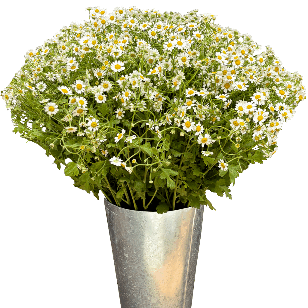 feverfew chamomile daisy