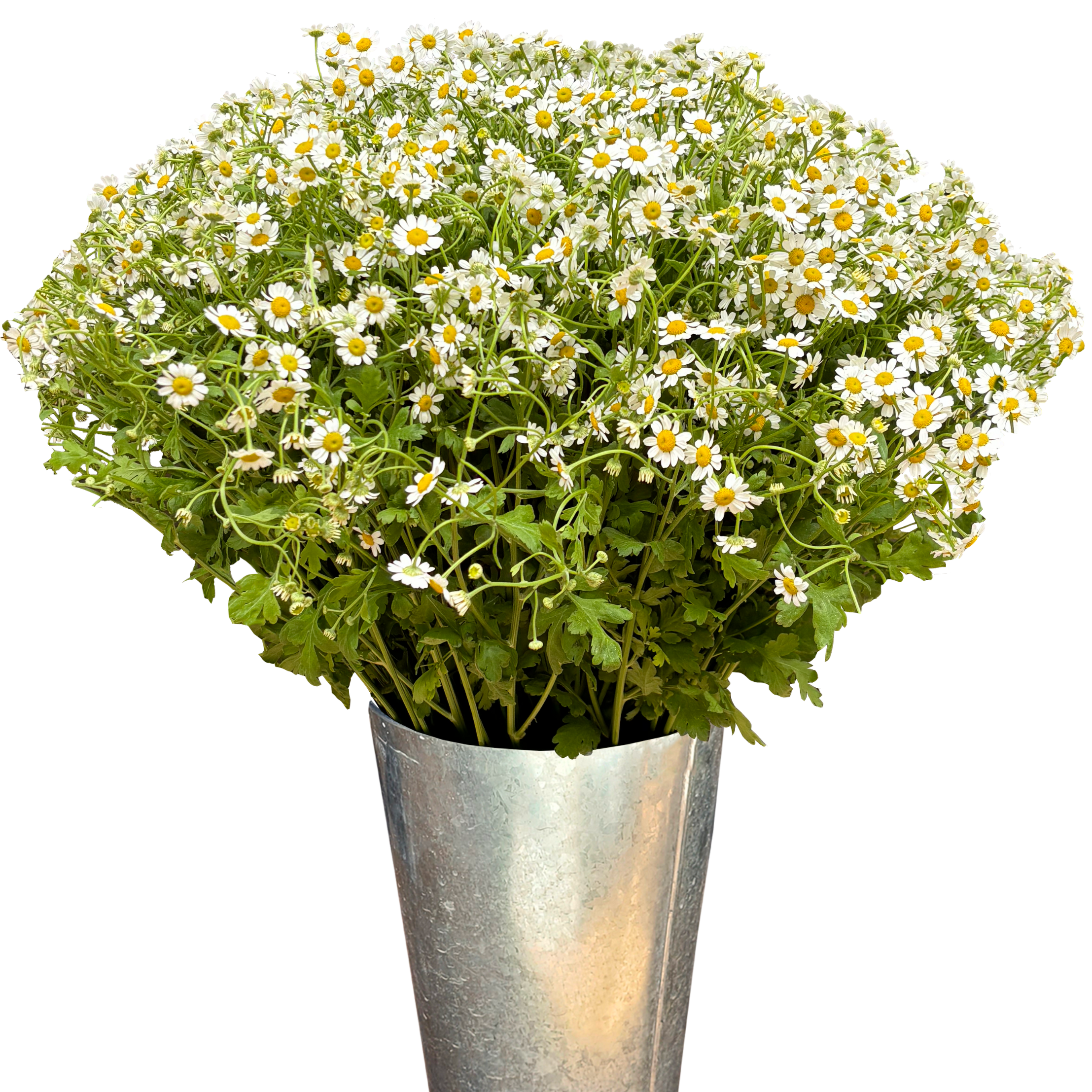 feverfew chamomile daisy