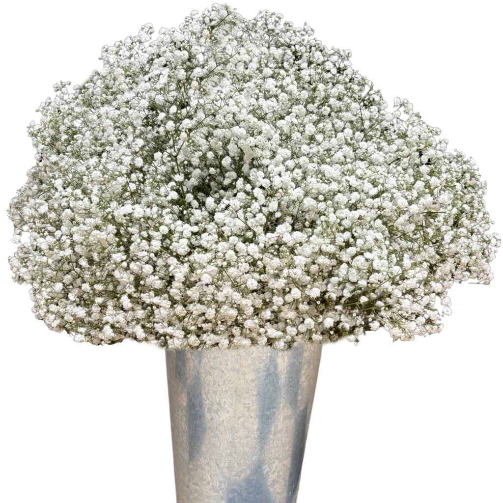 foto general gypsophila