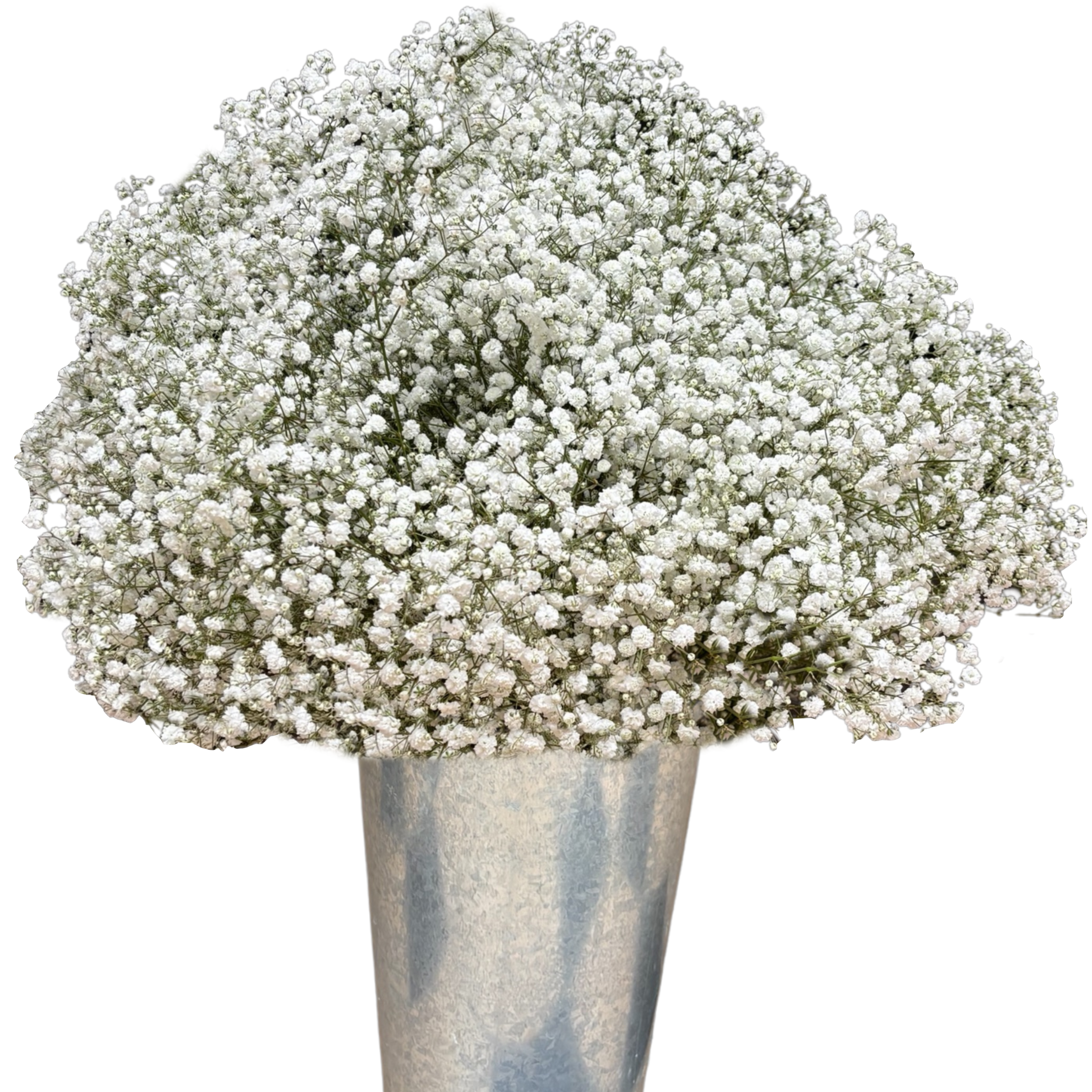 foto general gypsophila