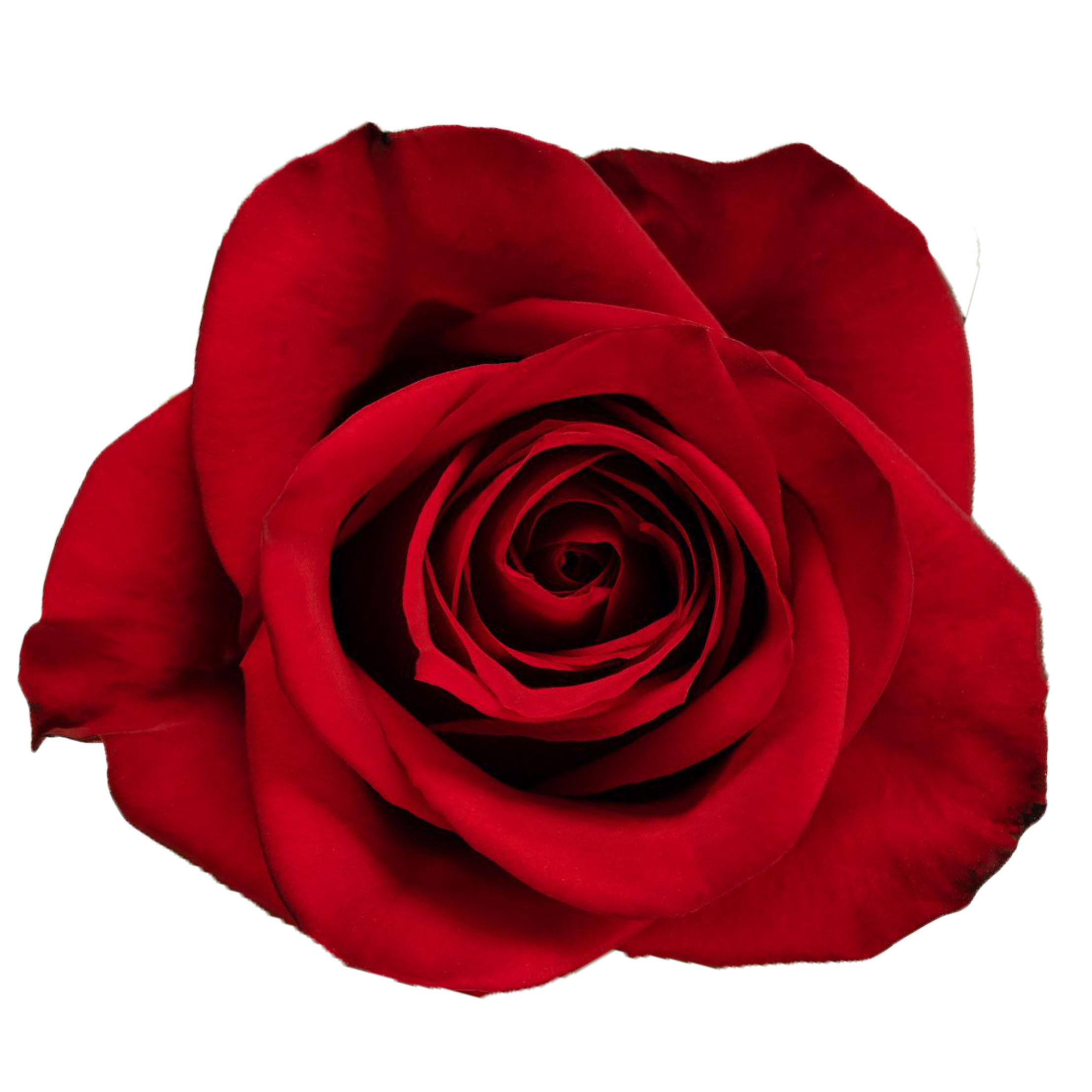 freedom rose.webp