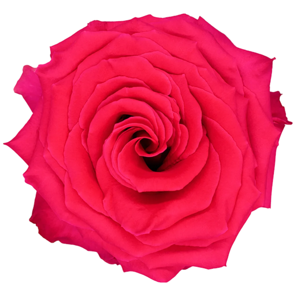 full monty rose.webp