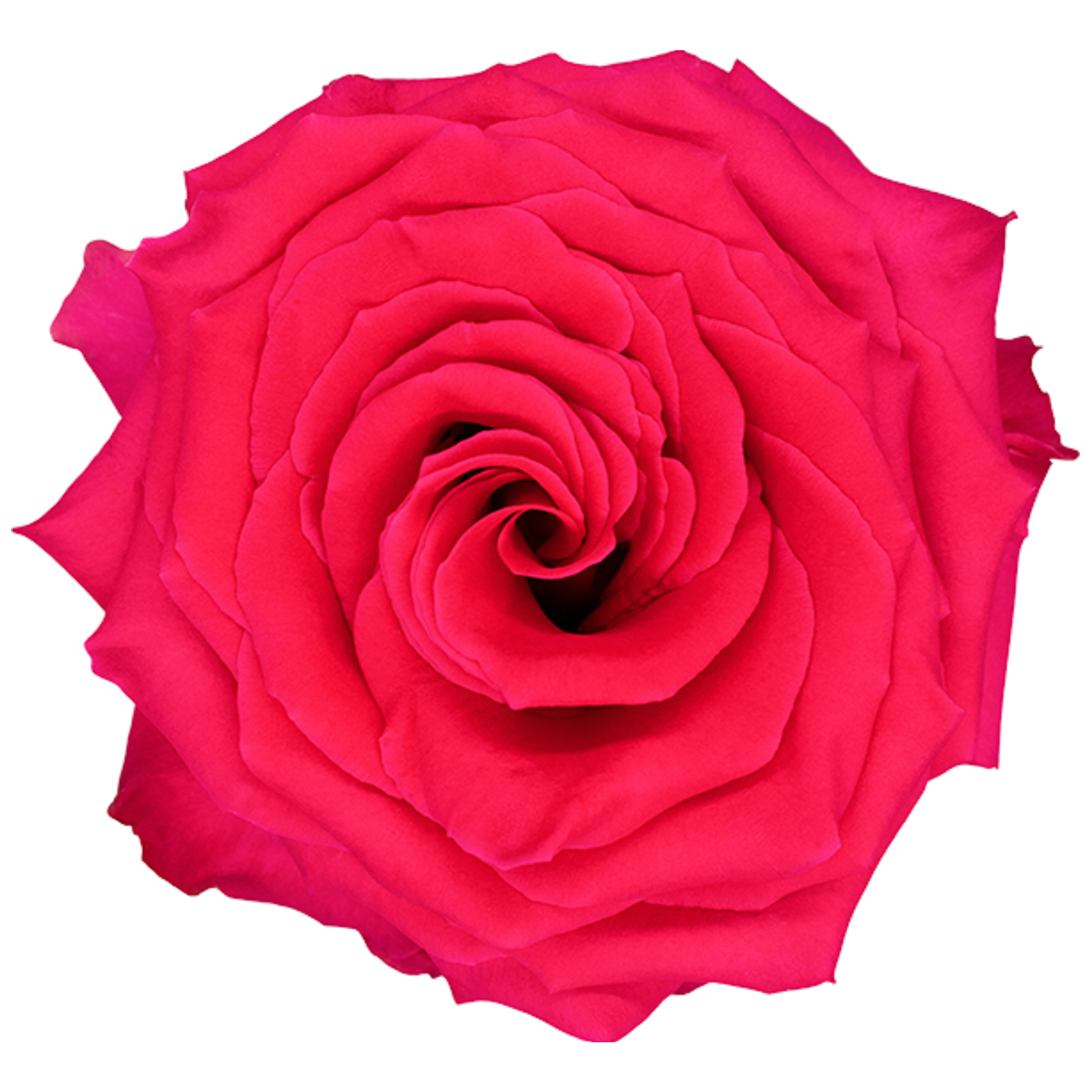 full monty rose.webp