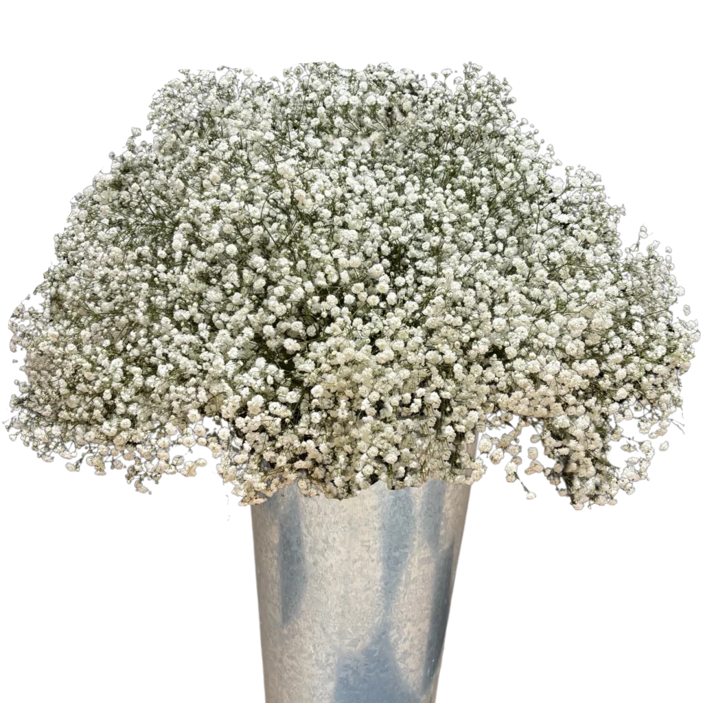 gypsophila mirabella.webp