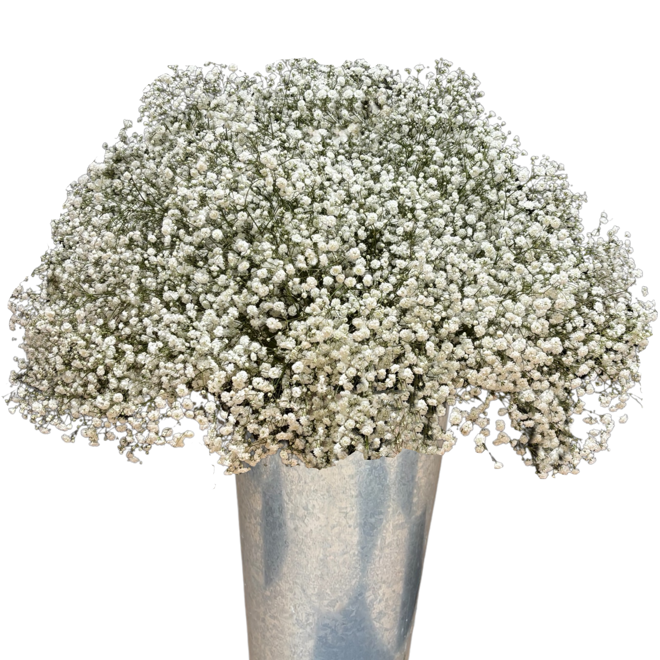 gypsophila mirabella.webp