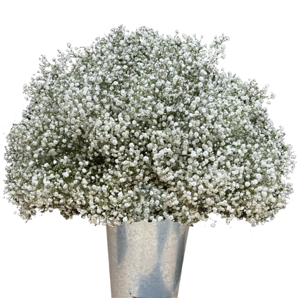 gypsophila supreme.webp