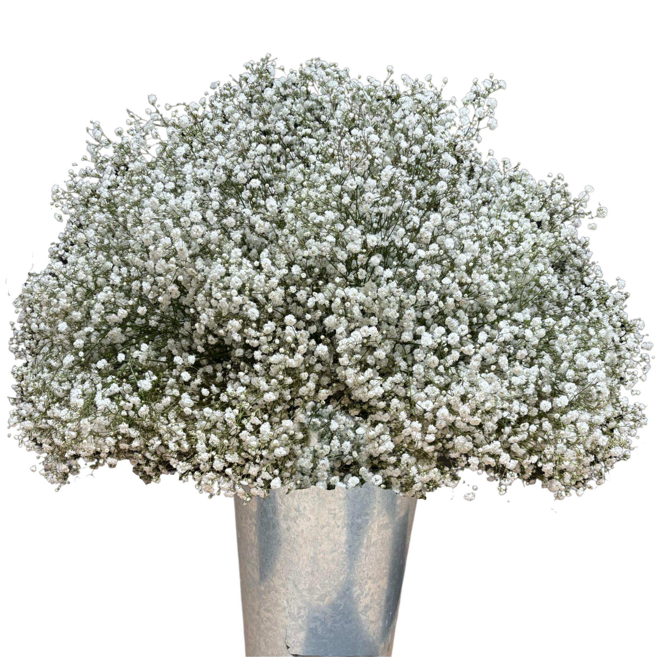 gypsophila supreme.webp