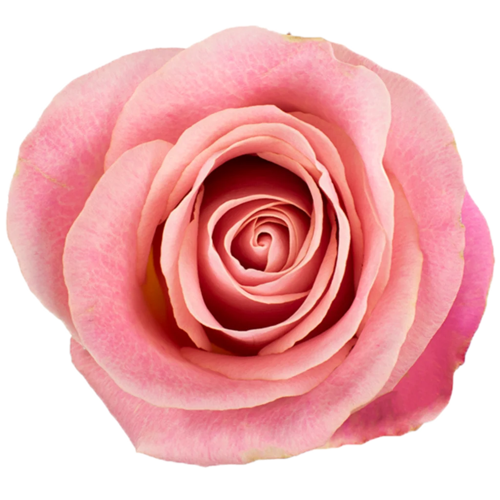 hermosa rose.webp