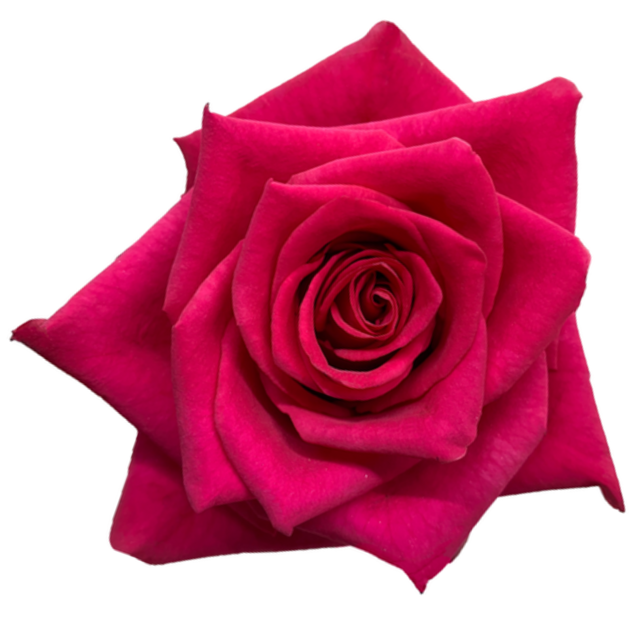 hot explorer rose.webp