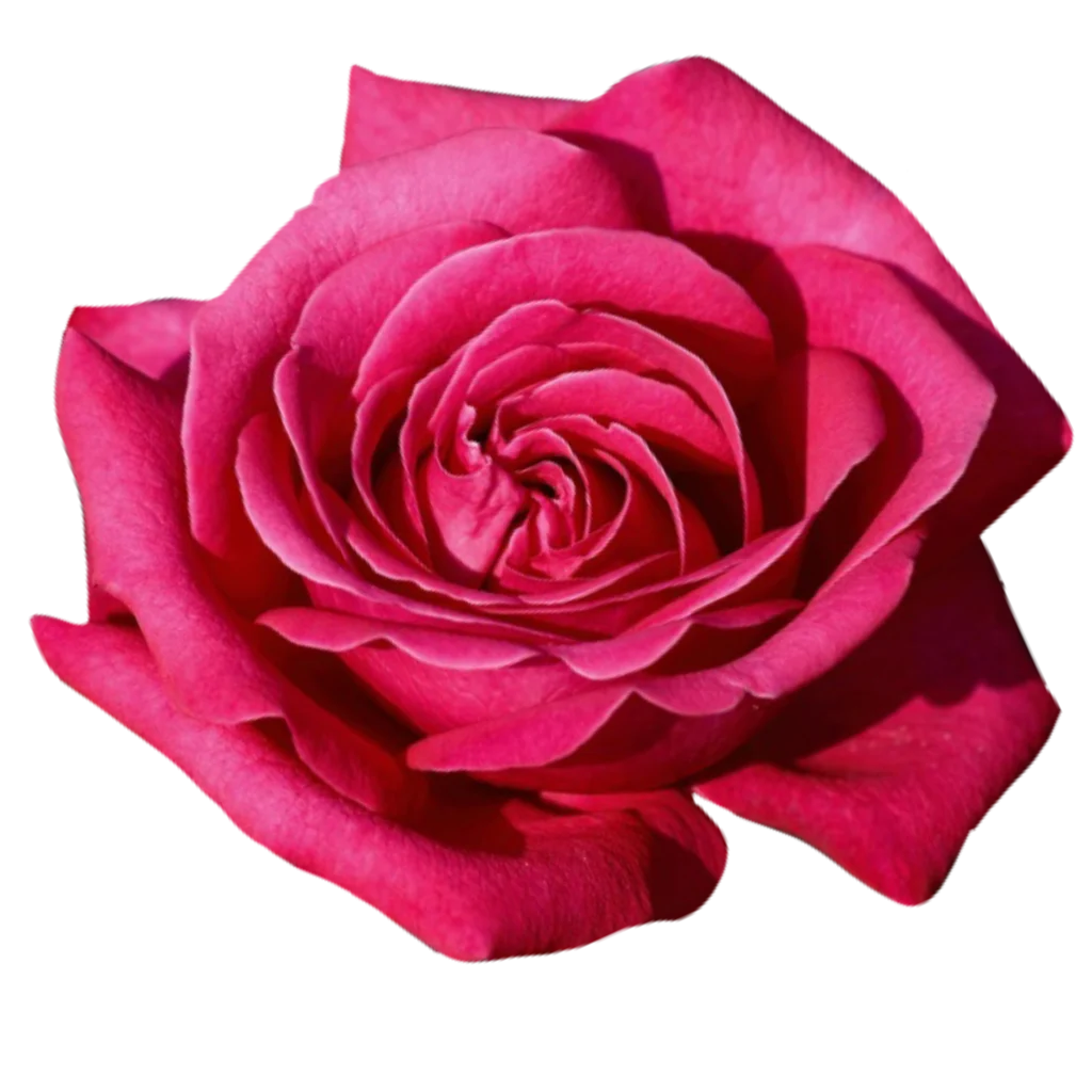 hot lady rose.webp