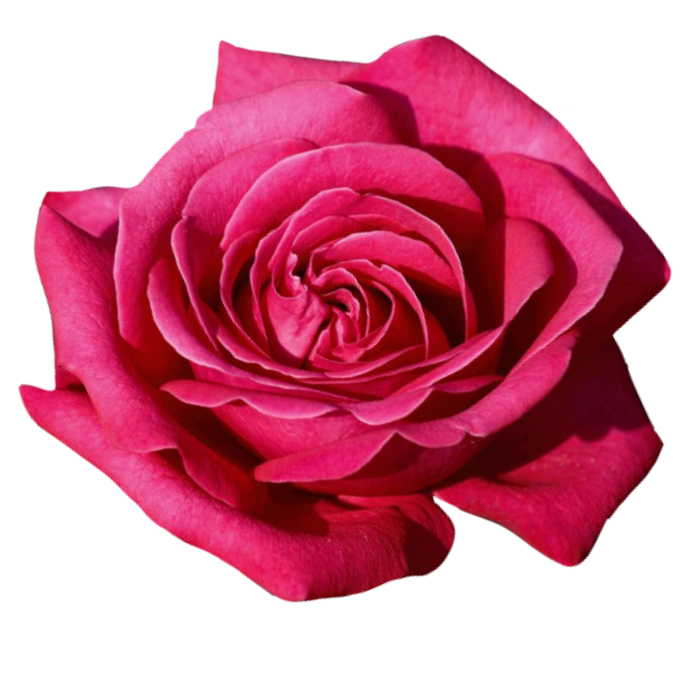 hot lady rose.webp