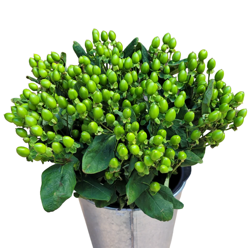 hypericum green.webp