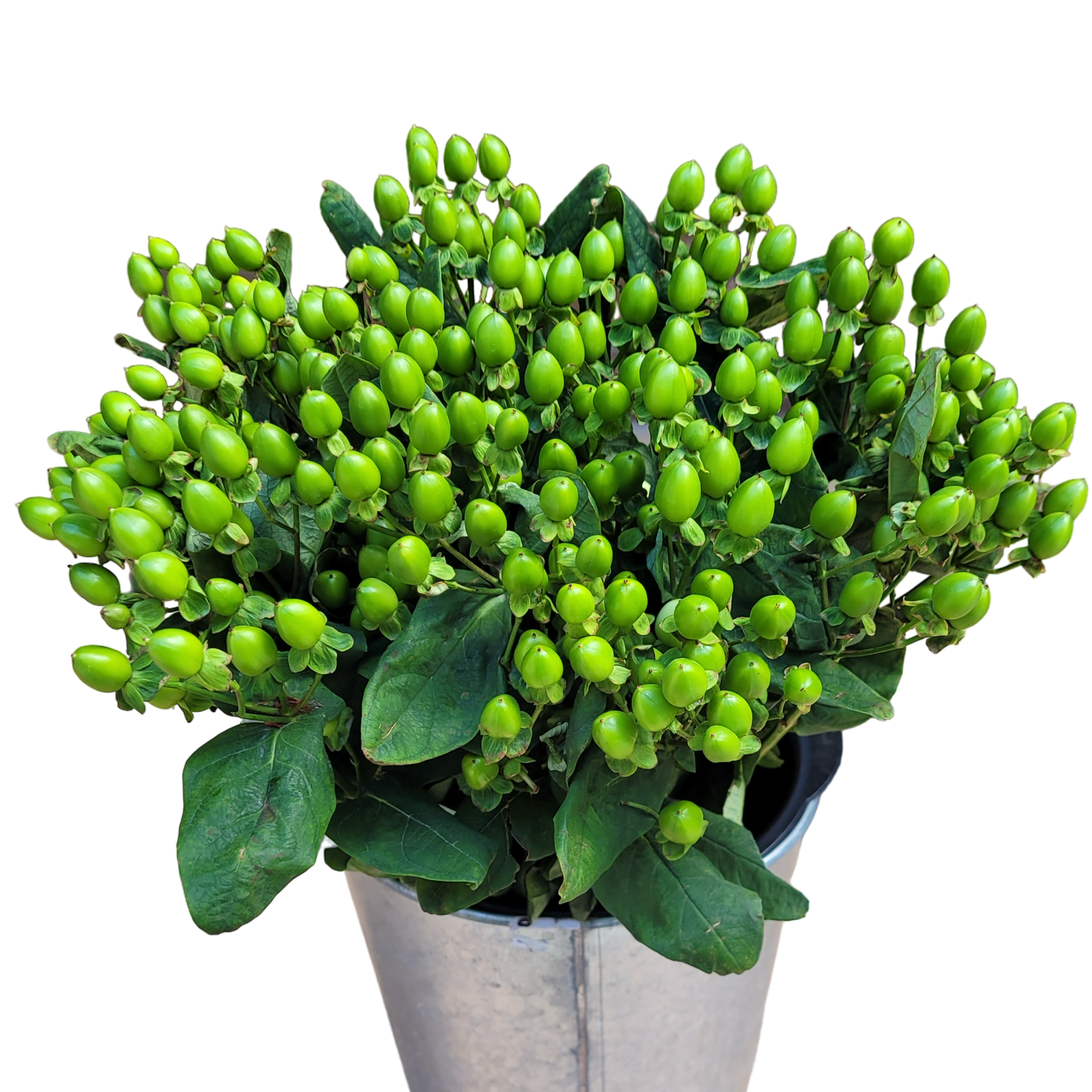 hypericum green.webp