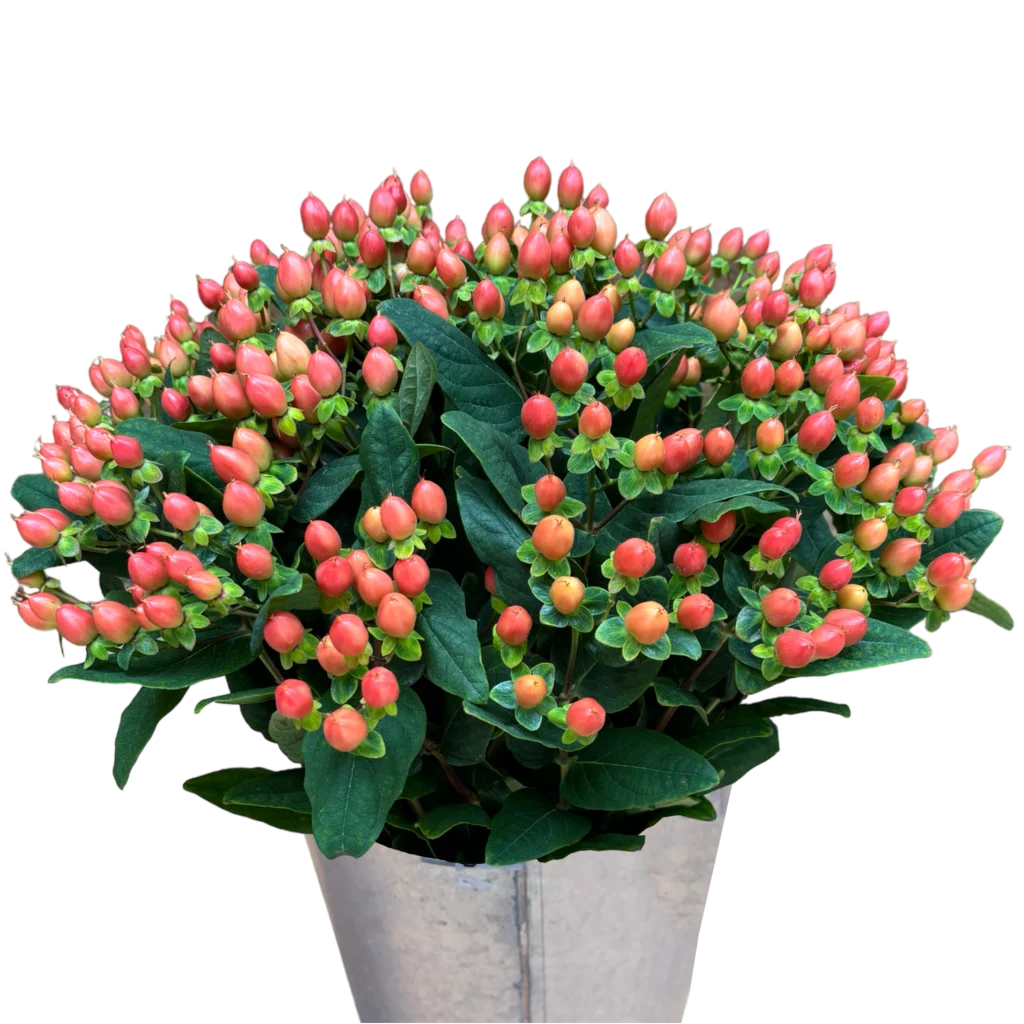 hypericum peach.webp
