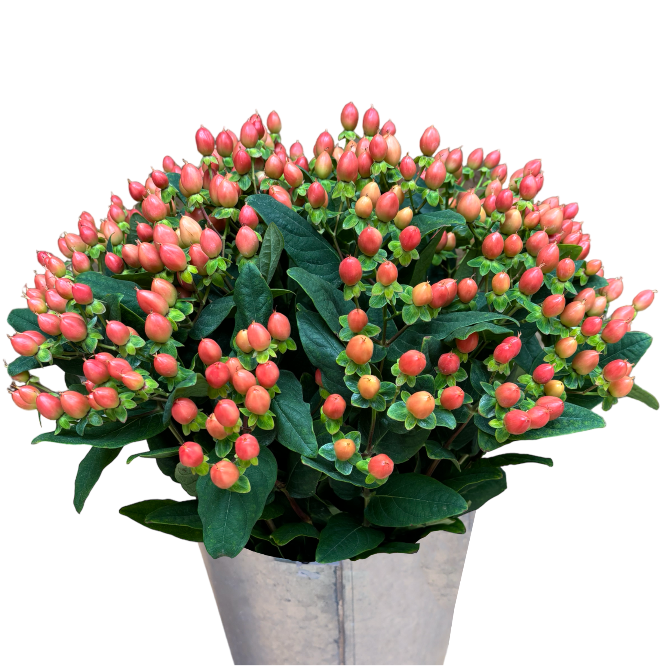 hypericum peach.webp