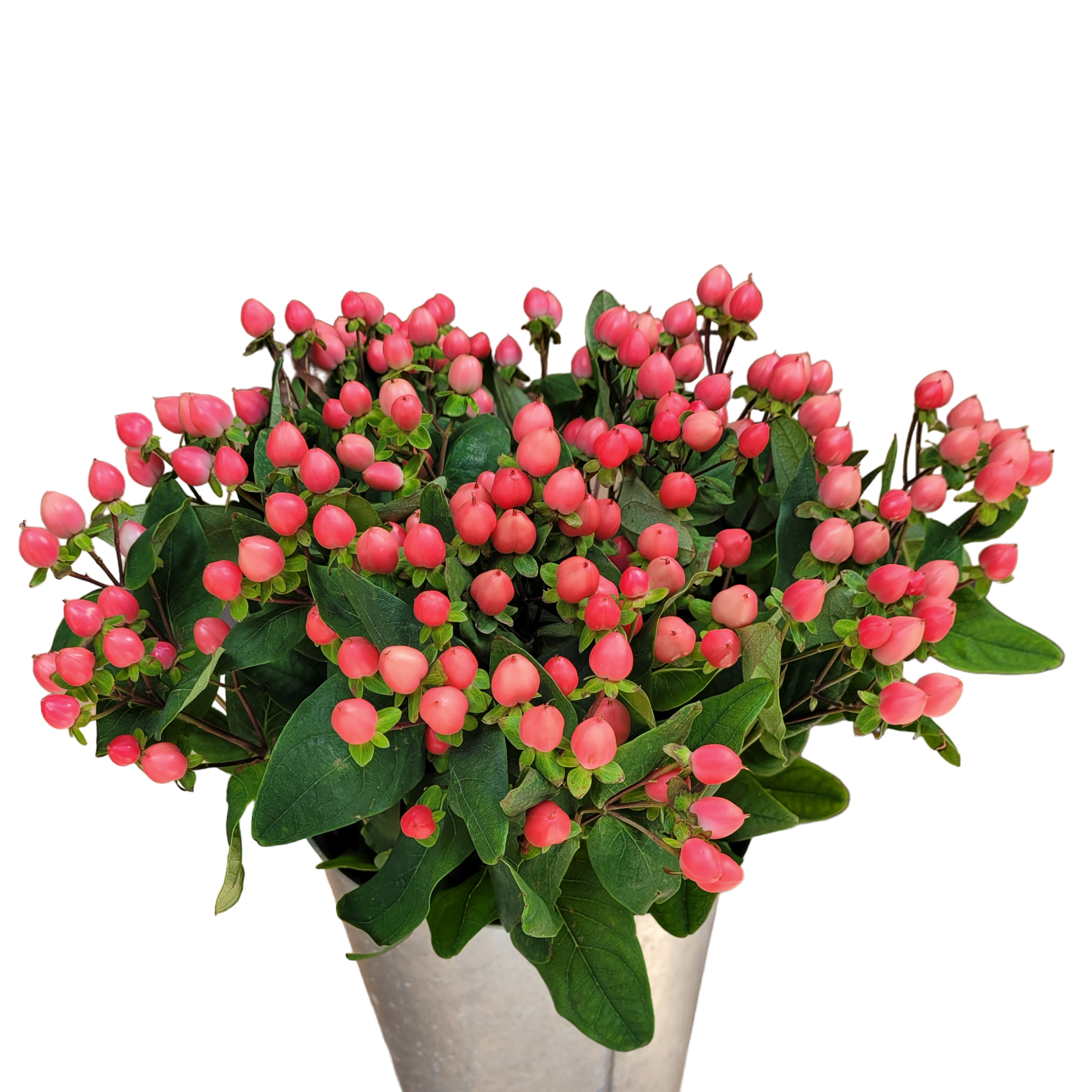 hypericum pink.webp
