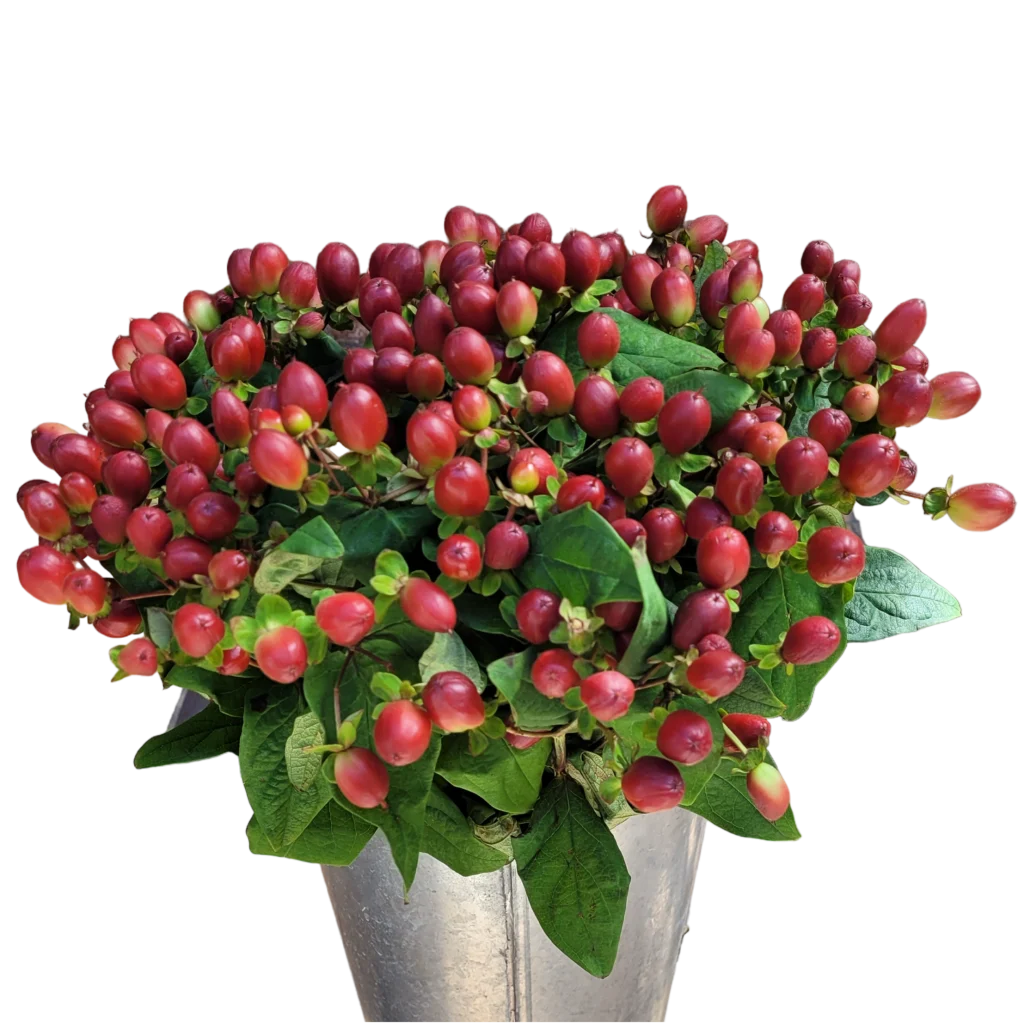 hypericum red.webp