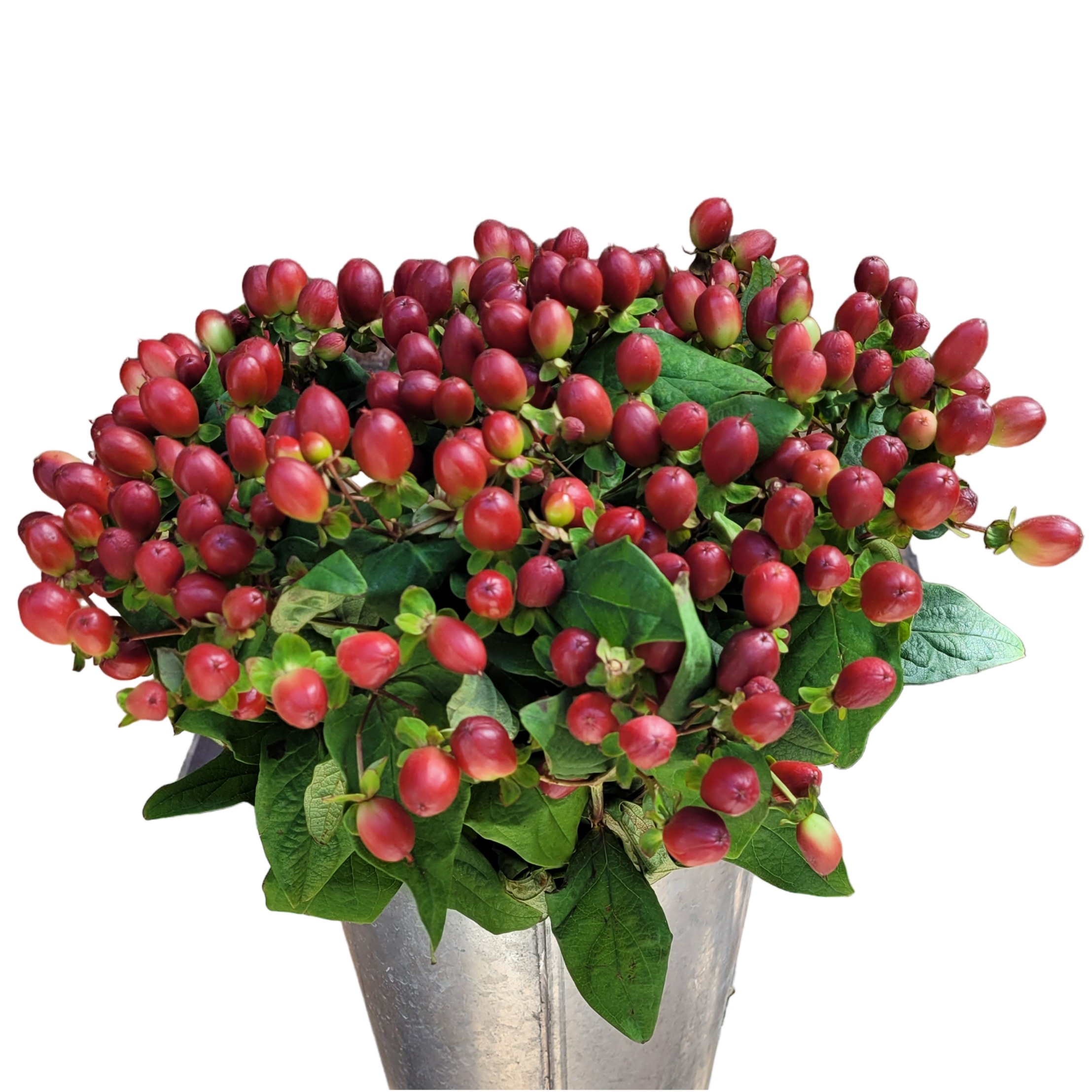 hypericum red.webp
