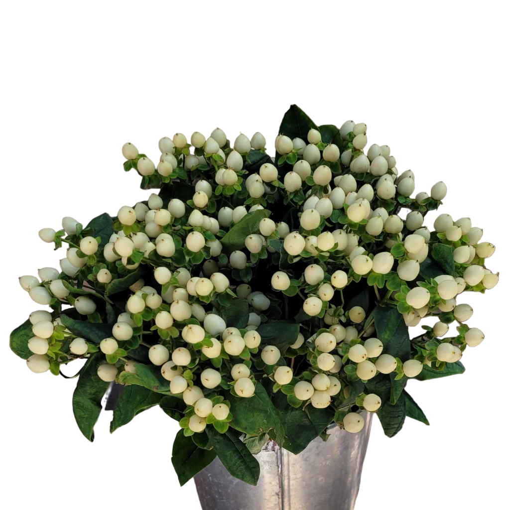 hypericum white.webp