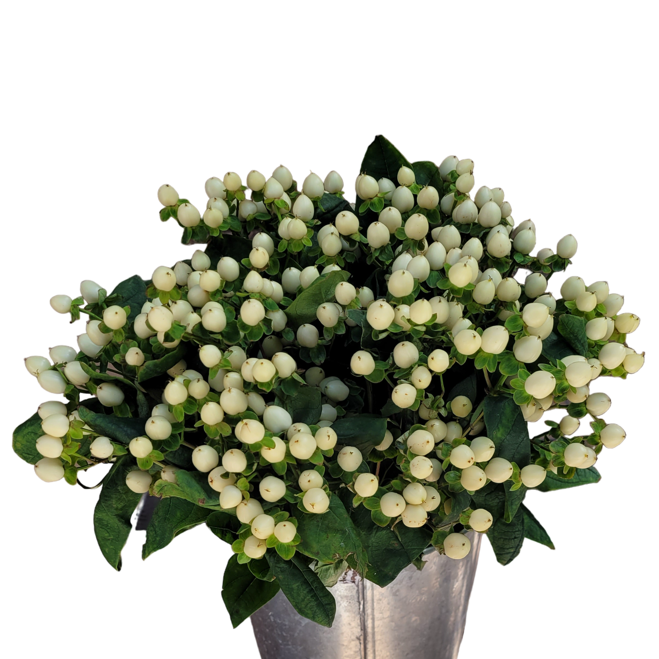 hypericum white.webp