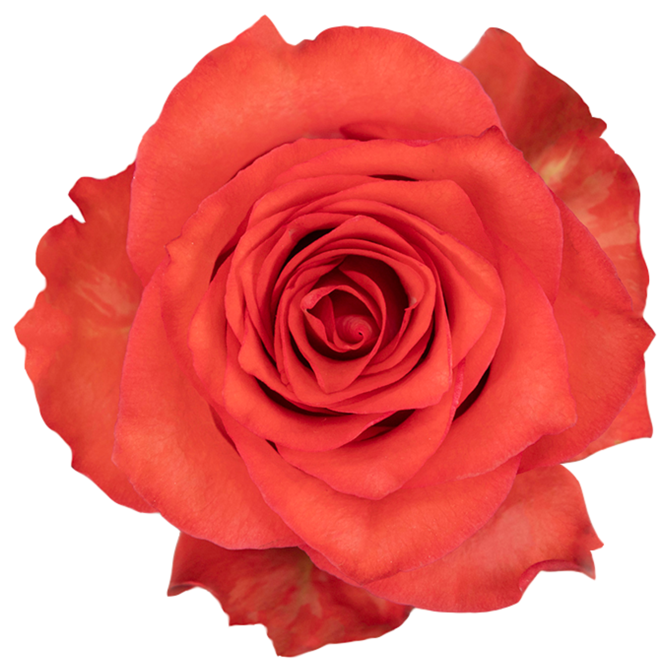 iguana rose.webp