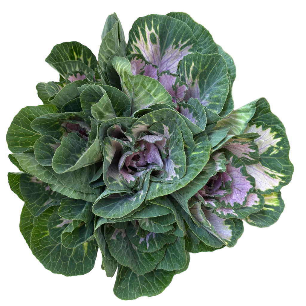 kale purple.webp