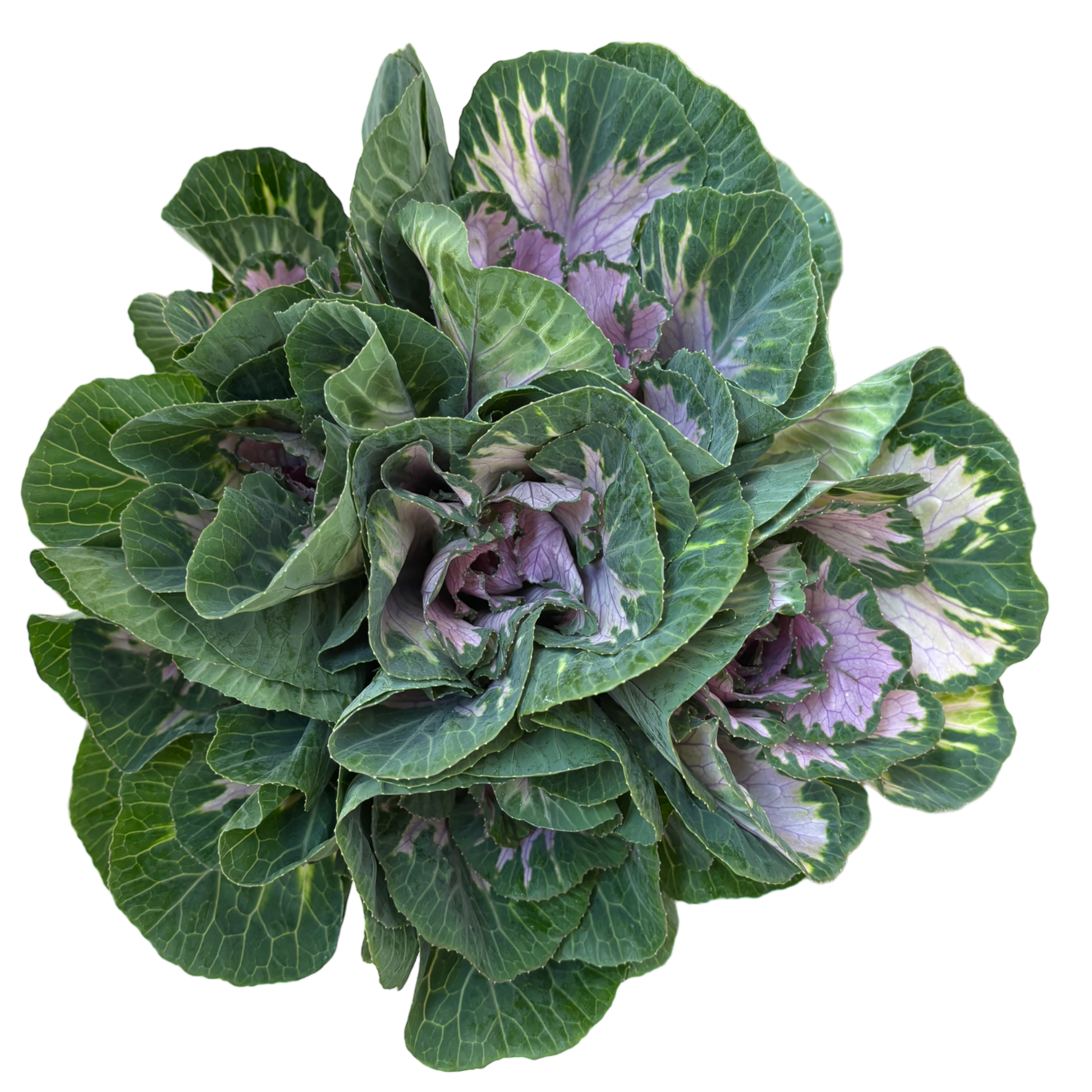 kale purple.webp