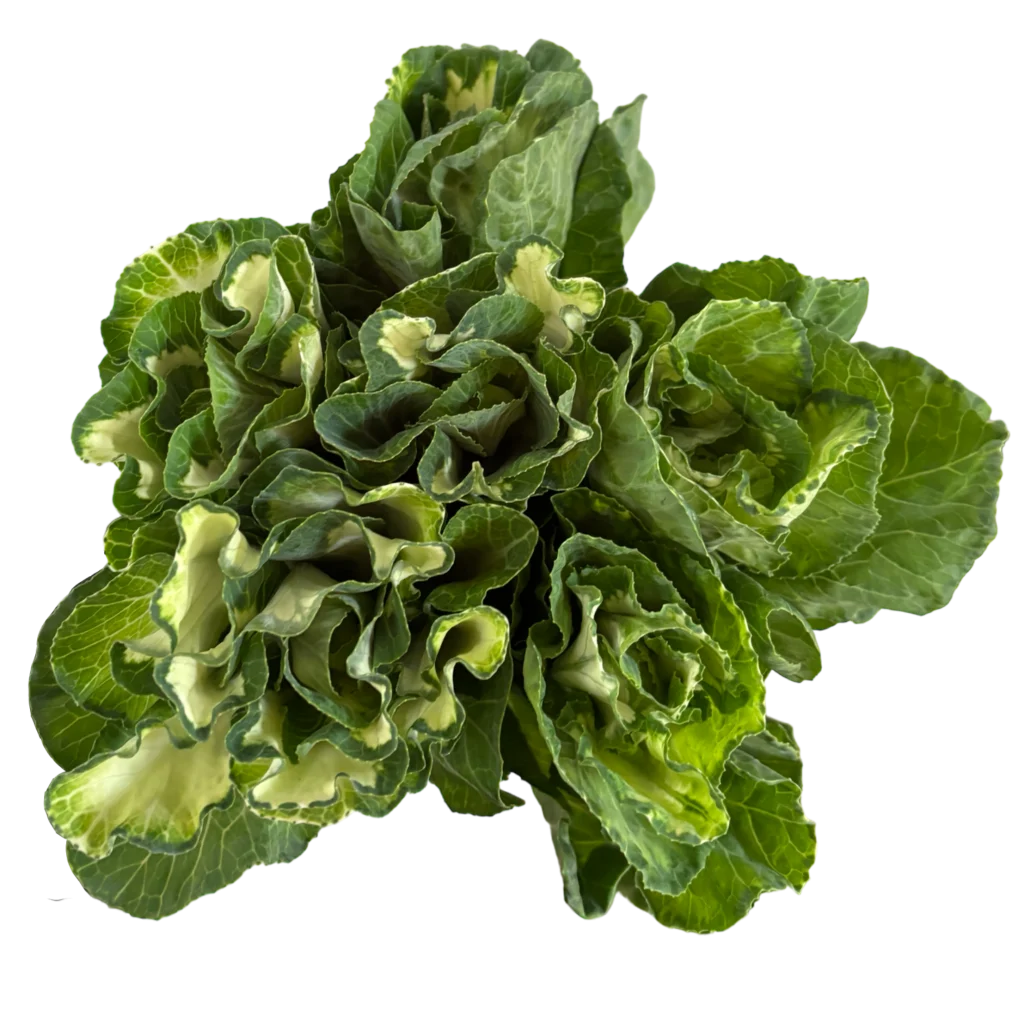 kale white.webp