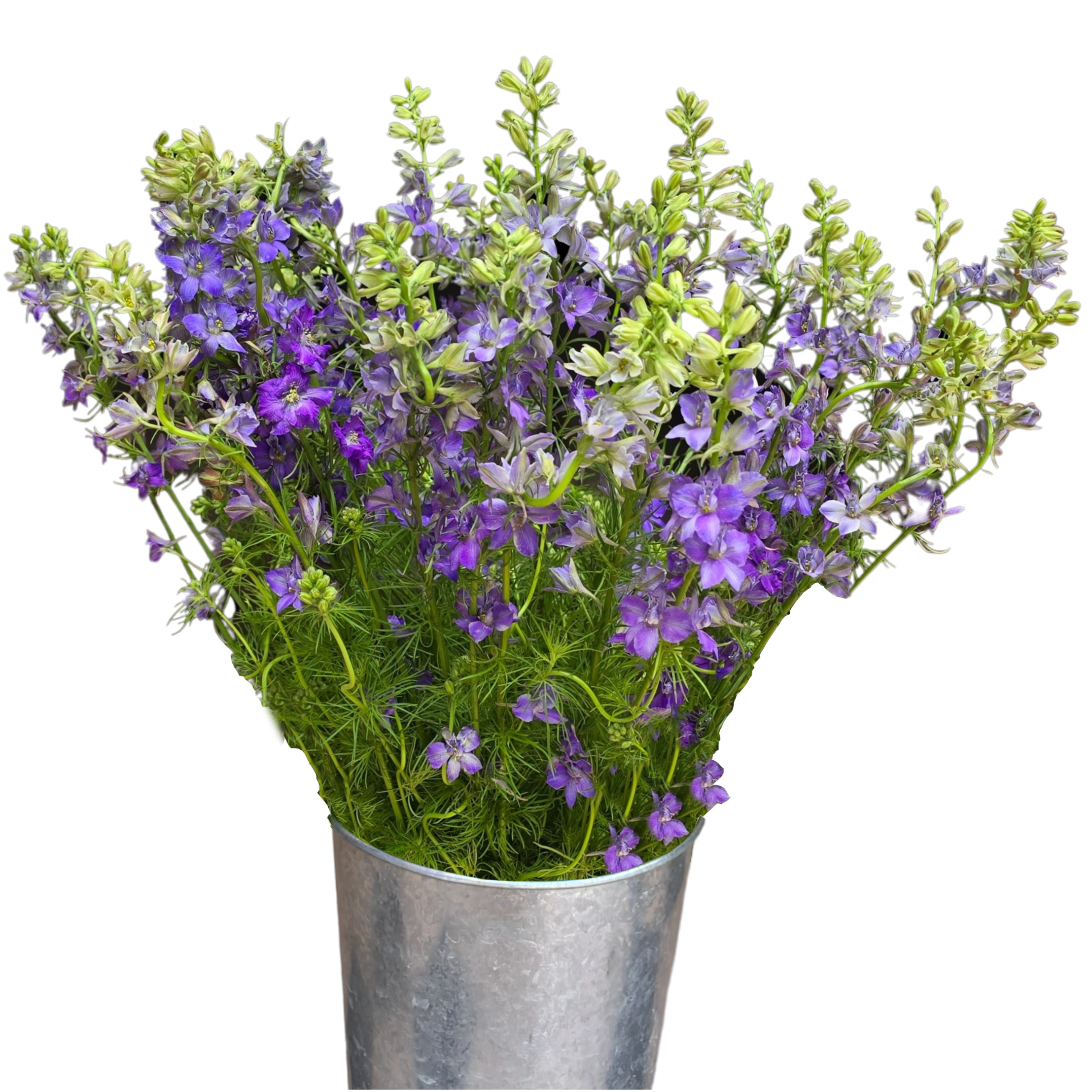 larkspur purple.webp