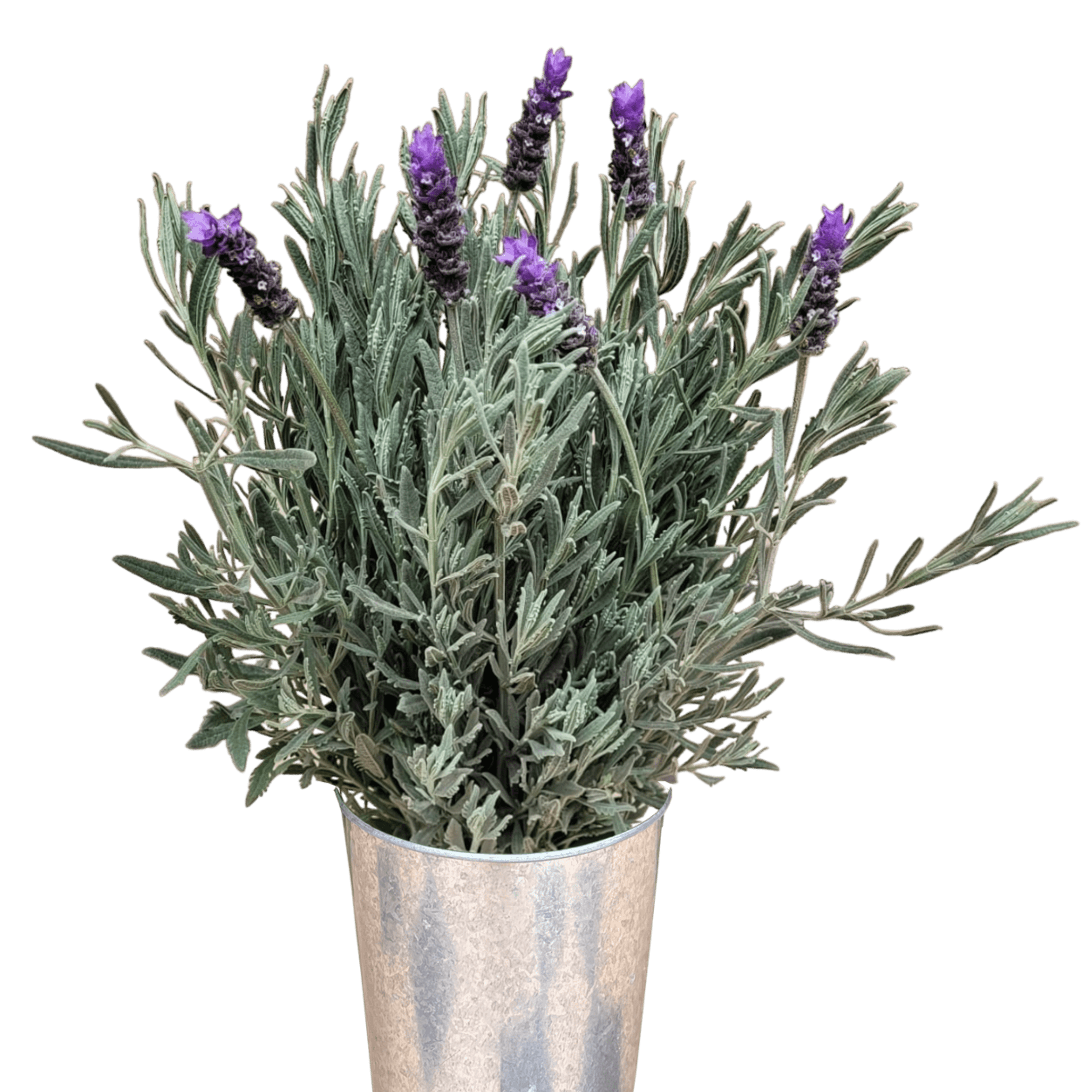 lavender flower & foliage