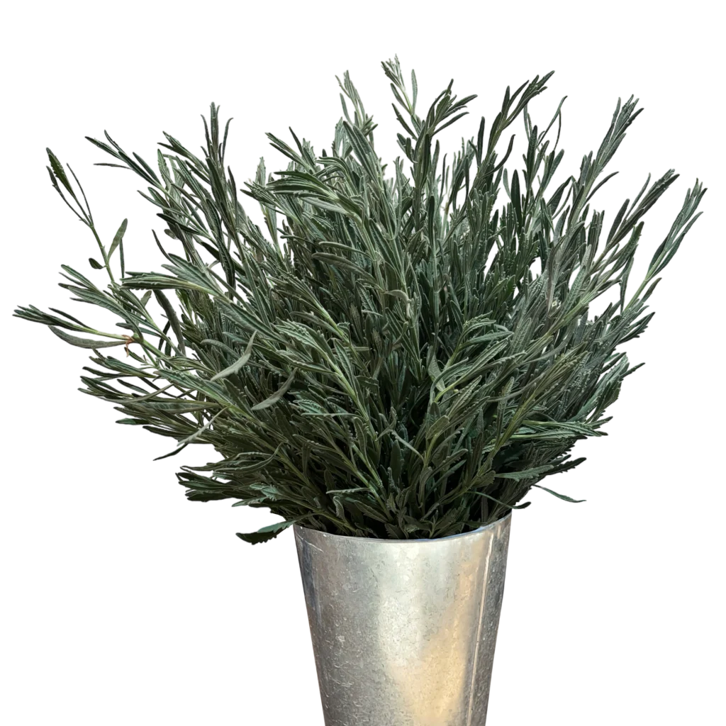 lavender foliage