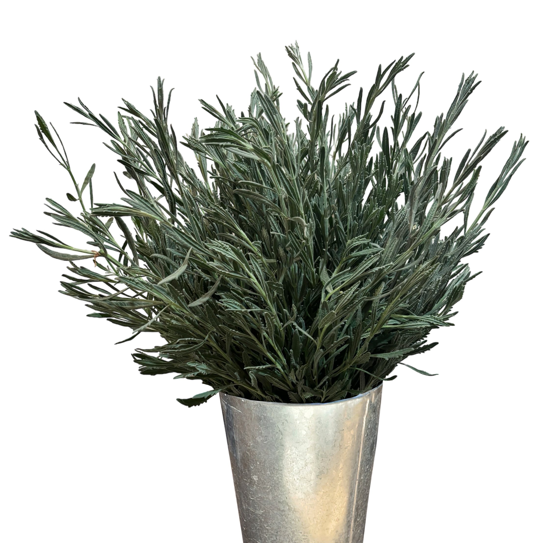 lavender foliage