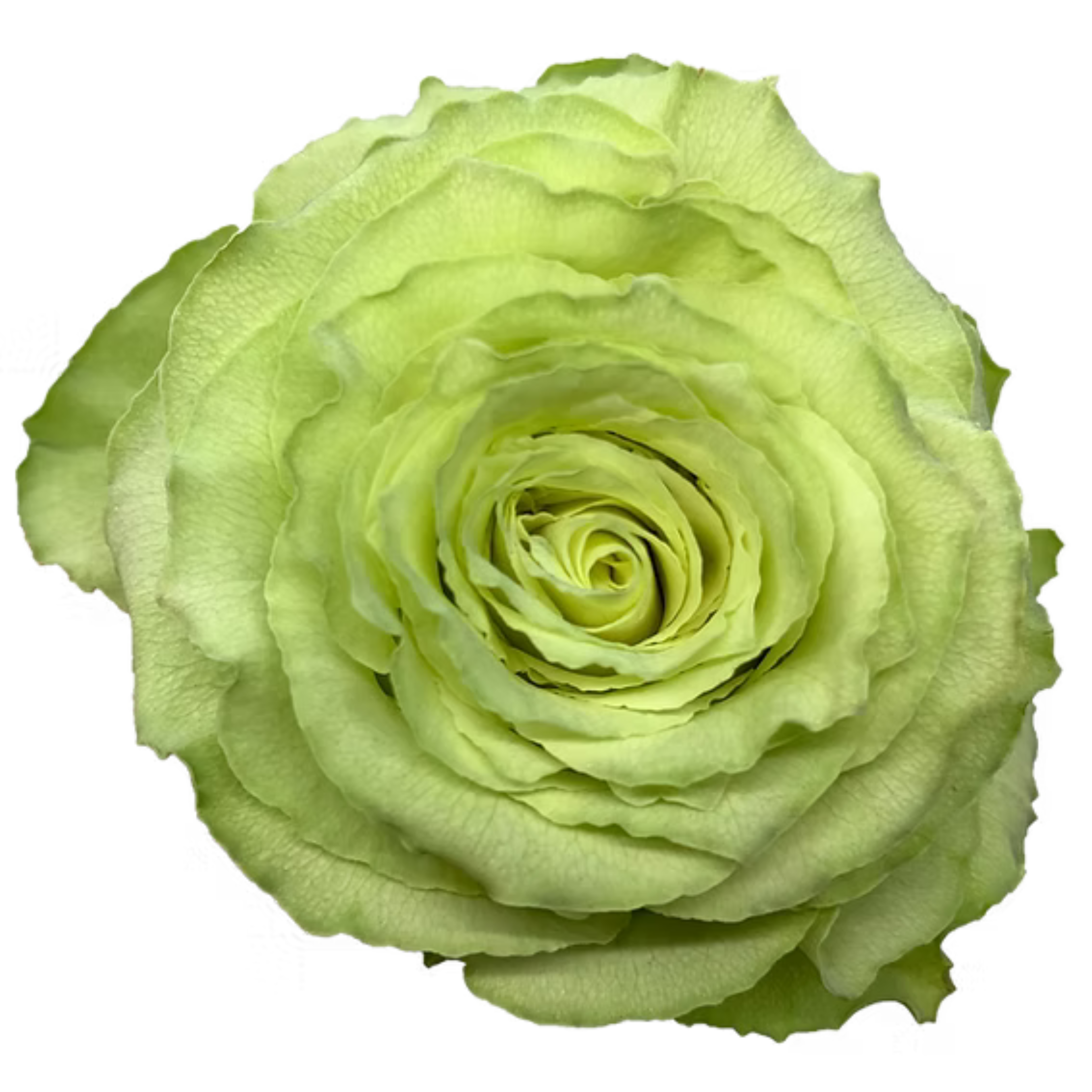 lemonade rose.webp