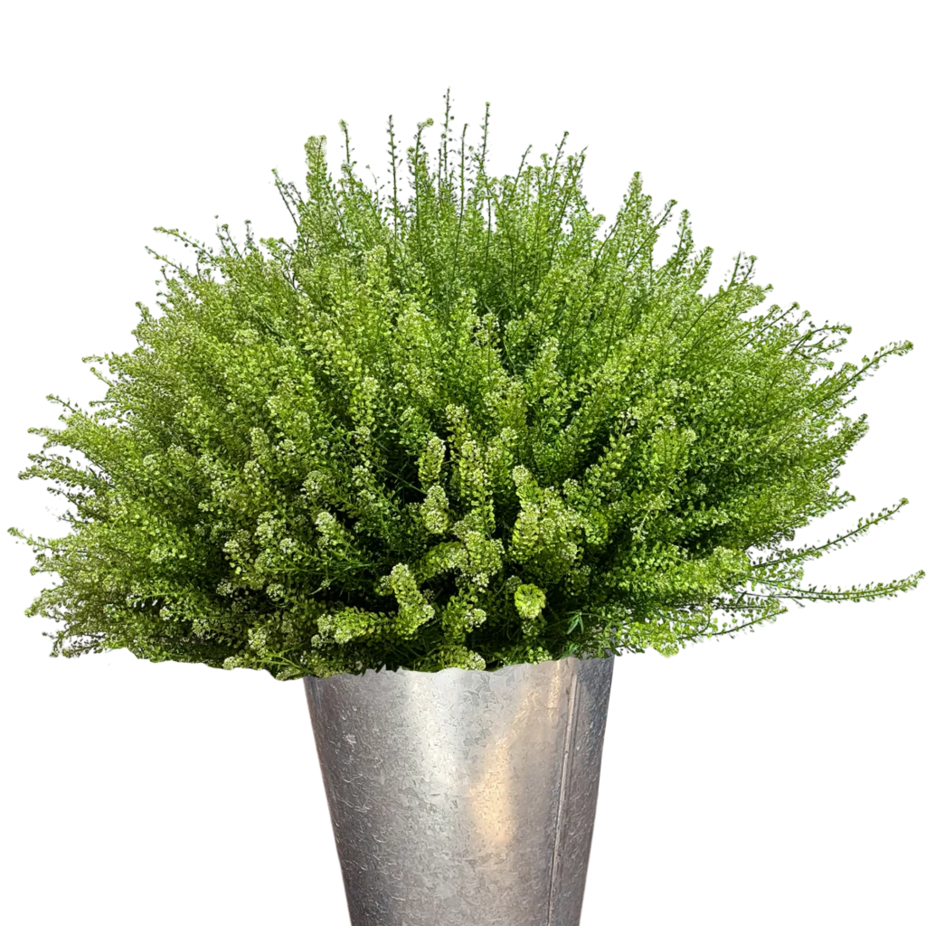 lepidium
