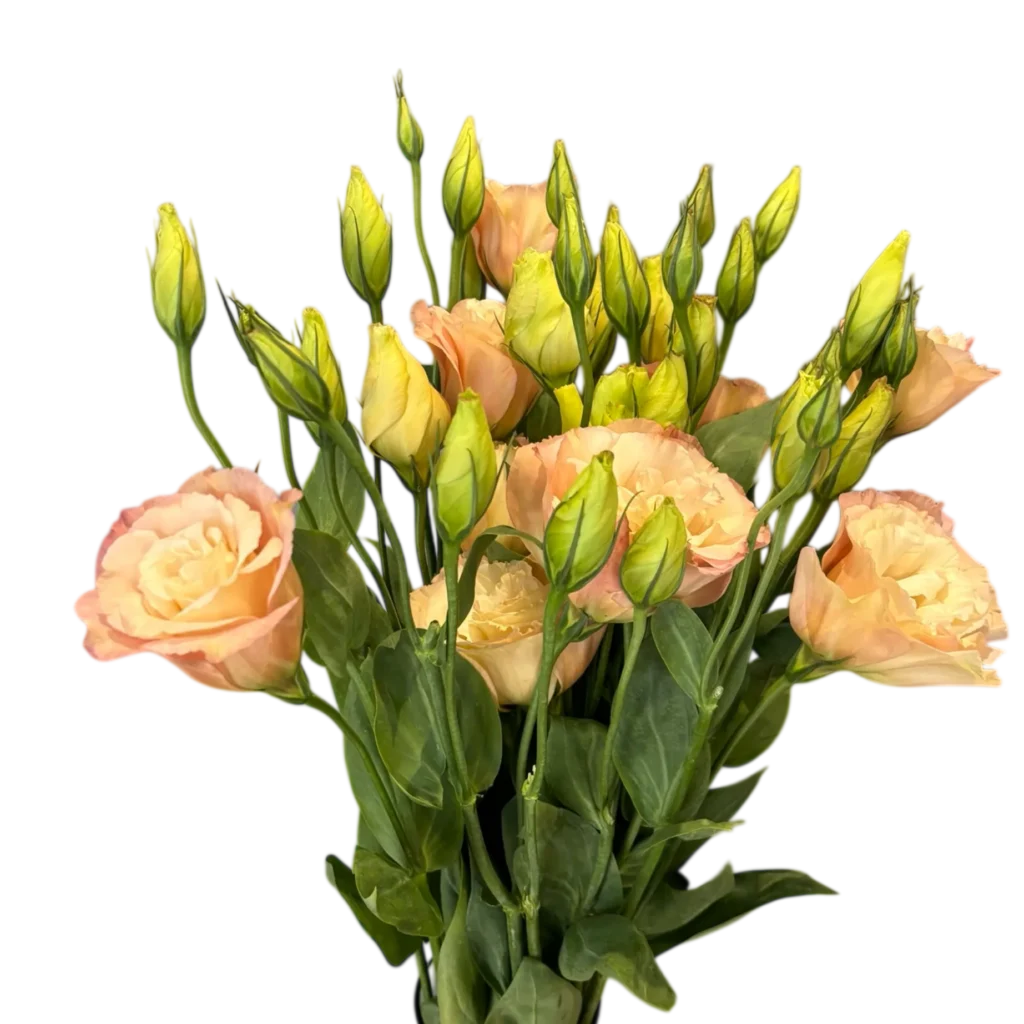 lisianthus peach