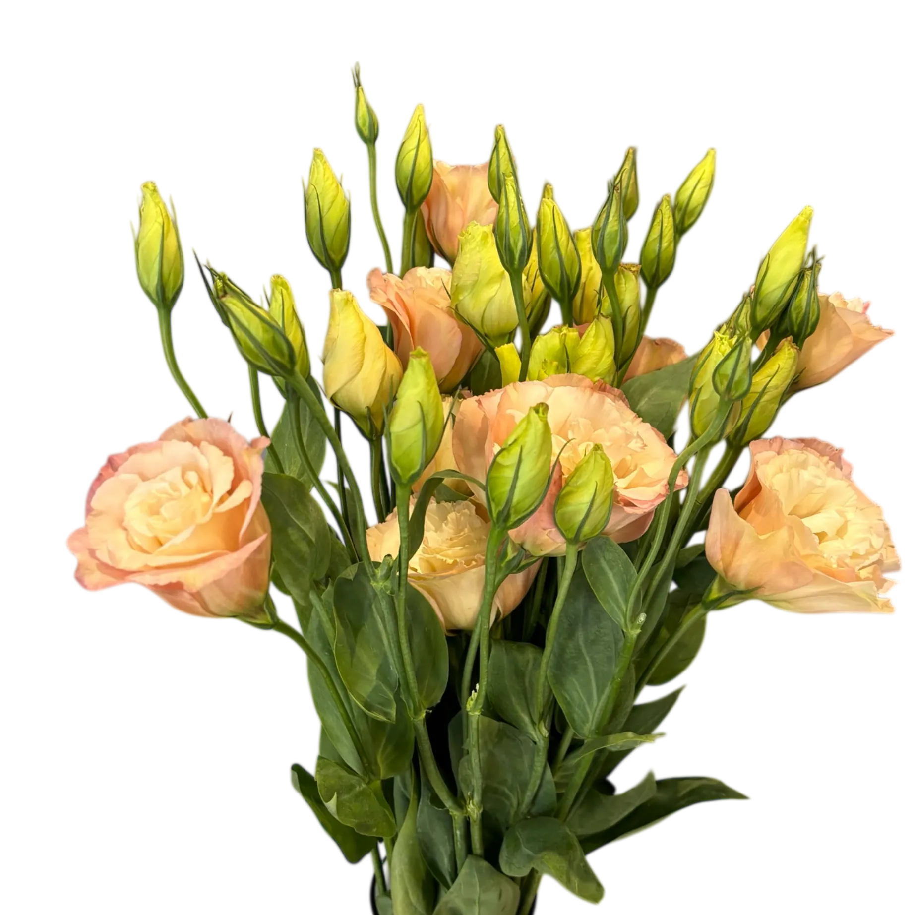lisianthus peach