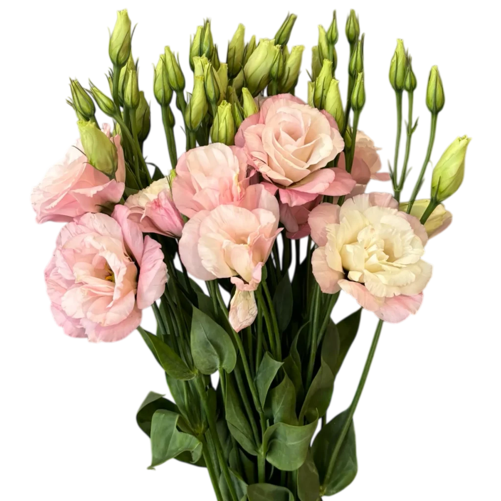 lisianthus pink
