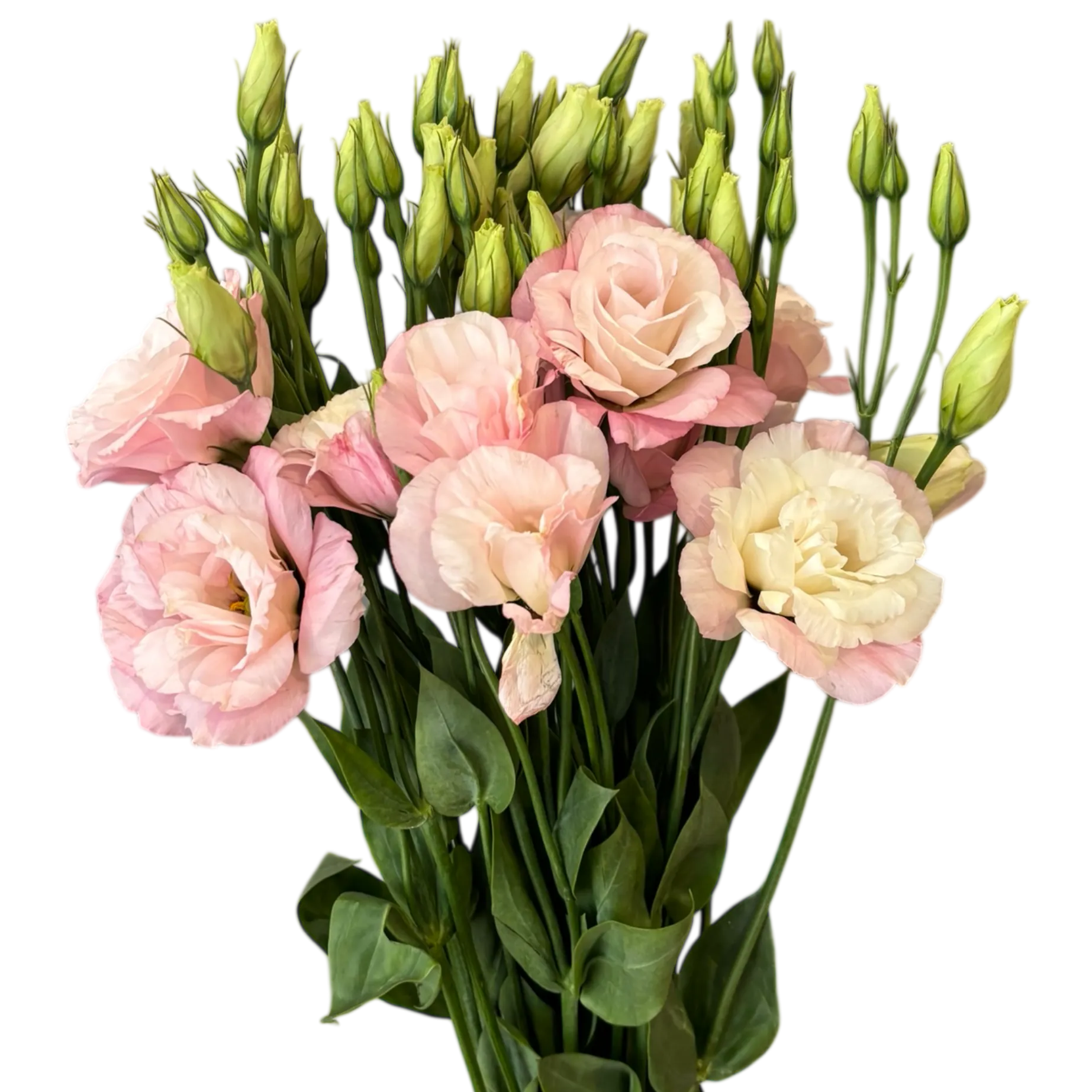 lisianthus pink
