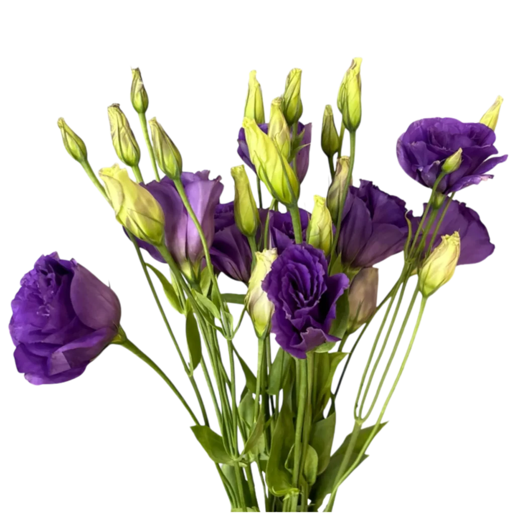 lisianthus purple