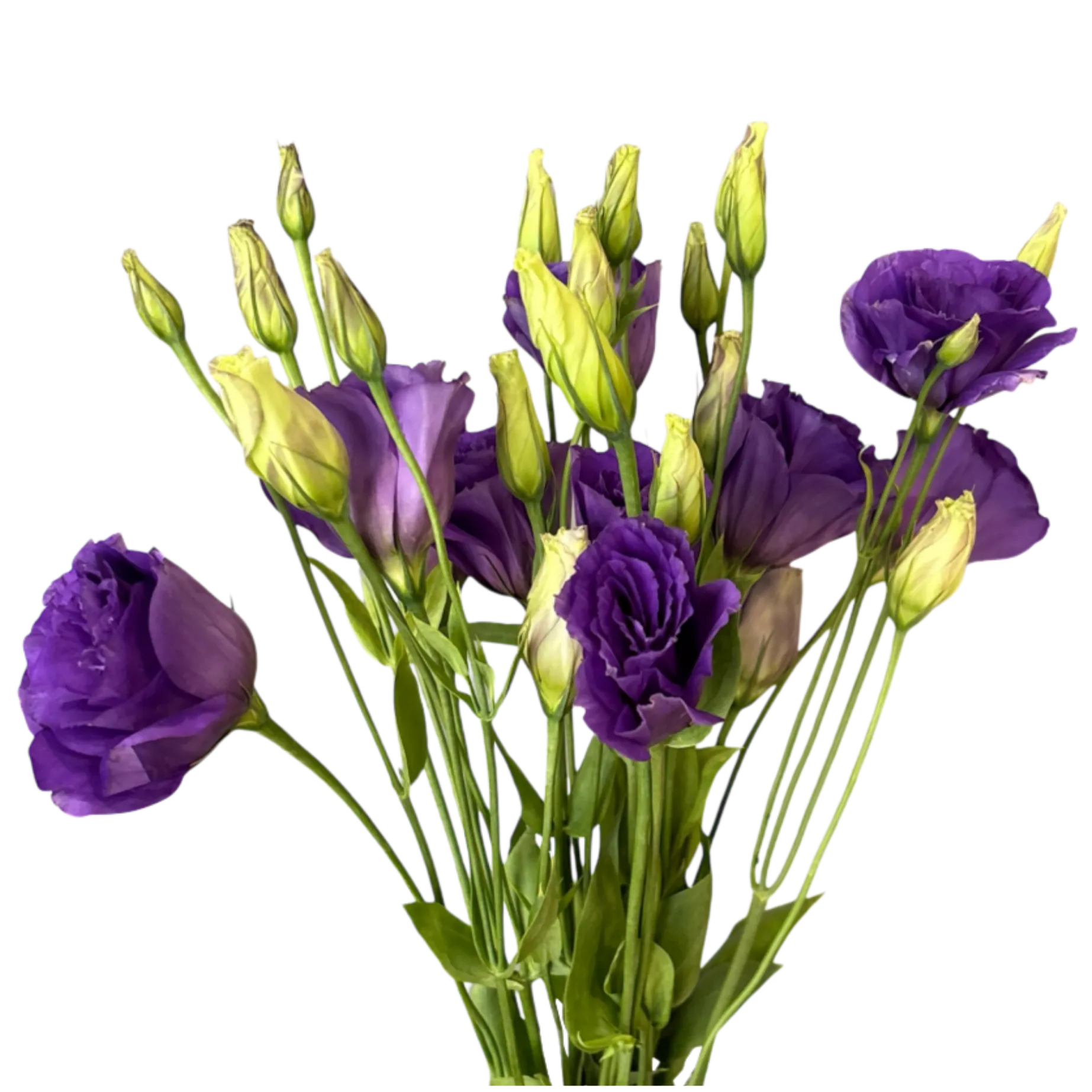 lisianthus purple