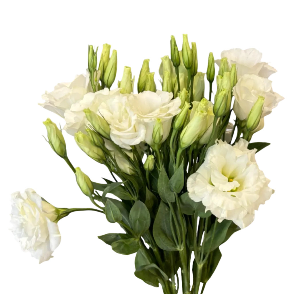 lisianthus white