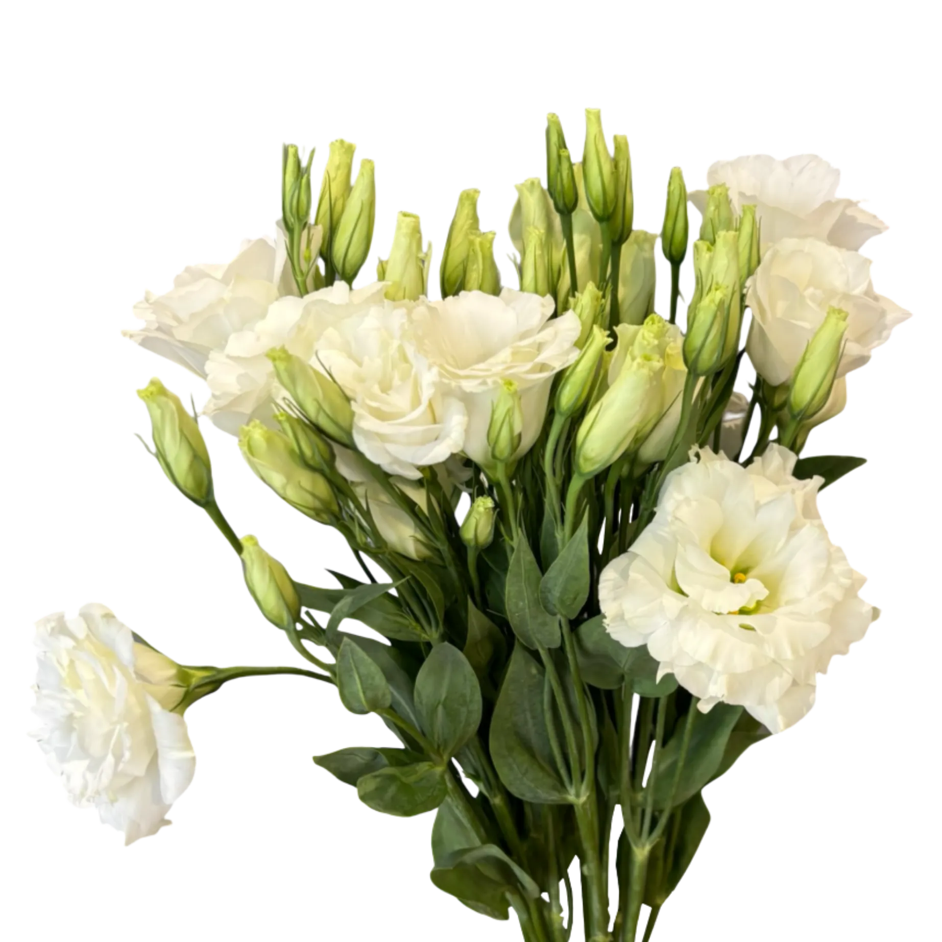 lisianthus white