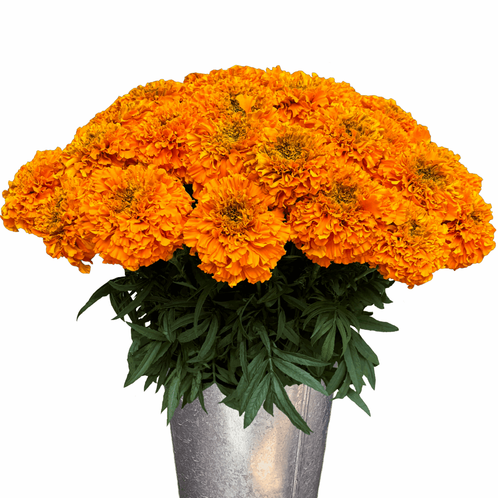 marigold orange