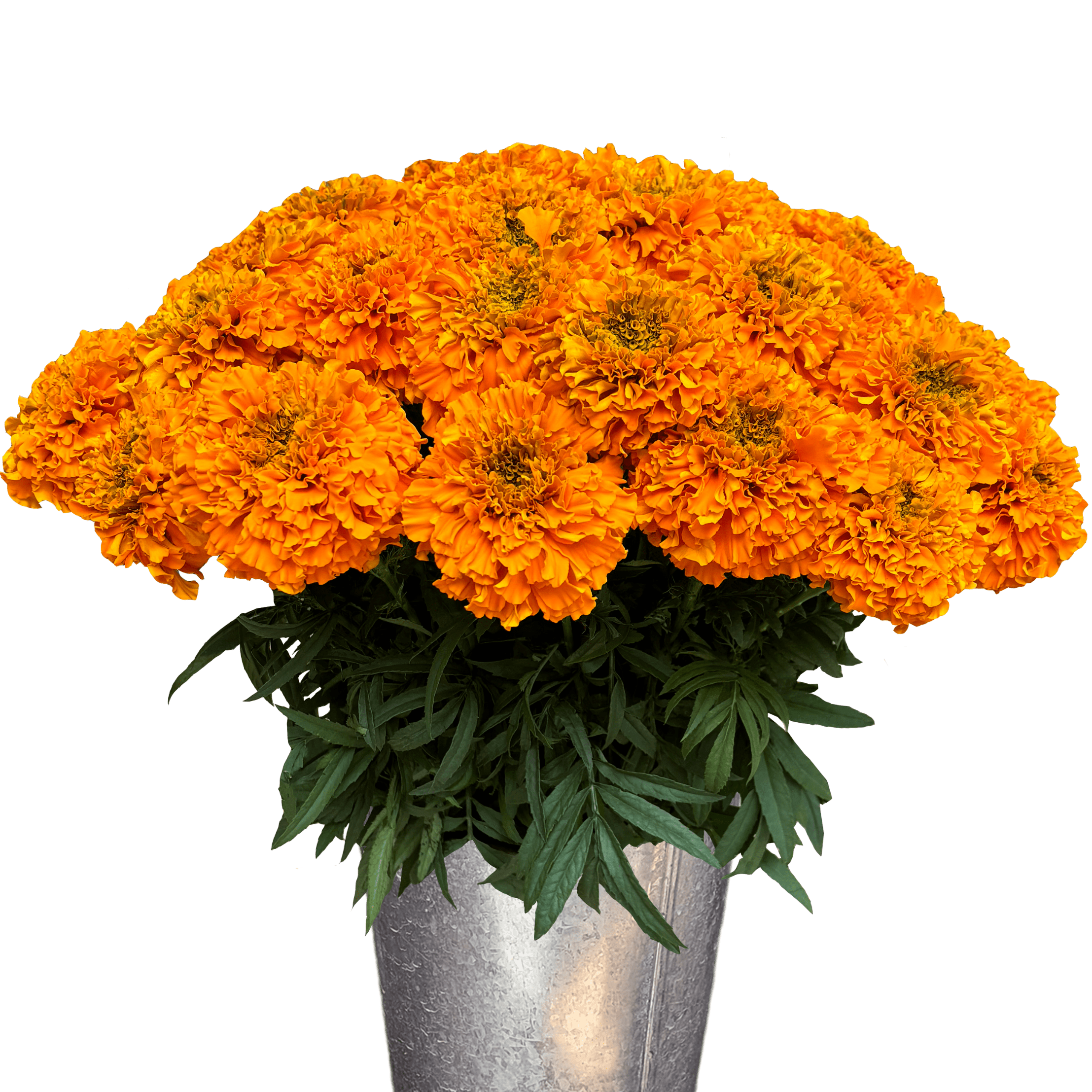 marigold orange