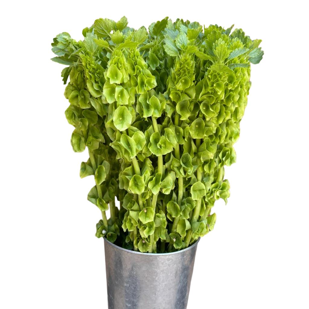 molucella