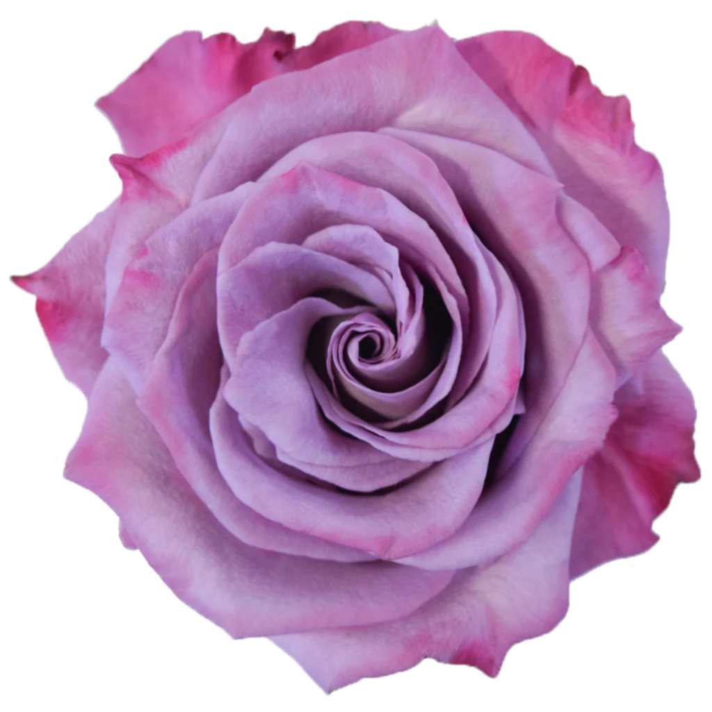 moody blues rose.webp