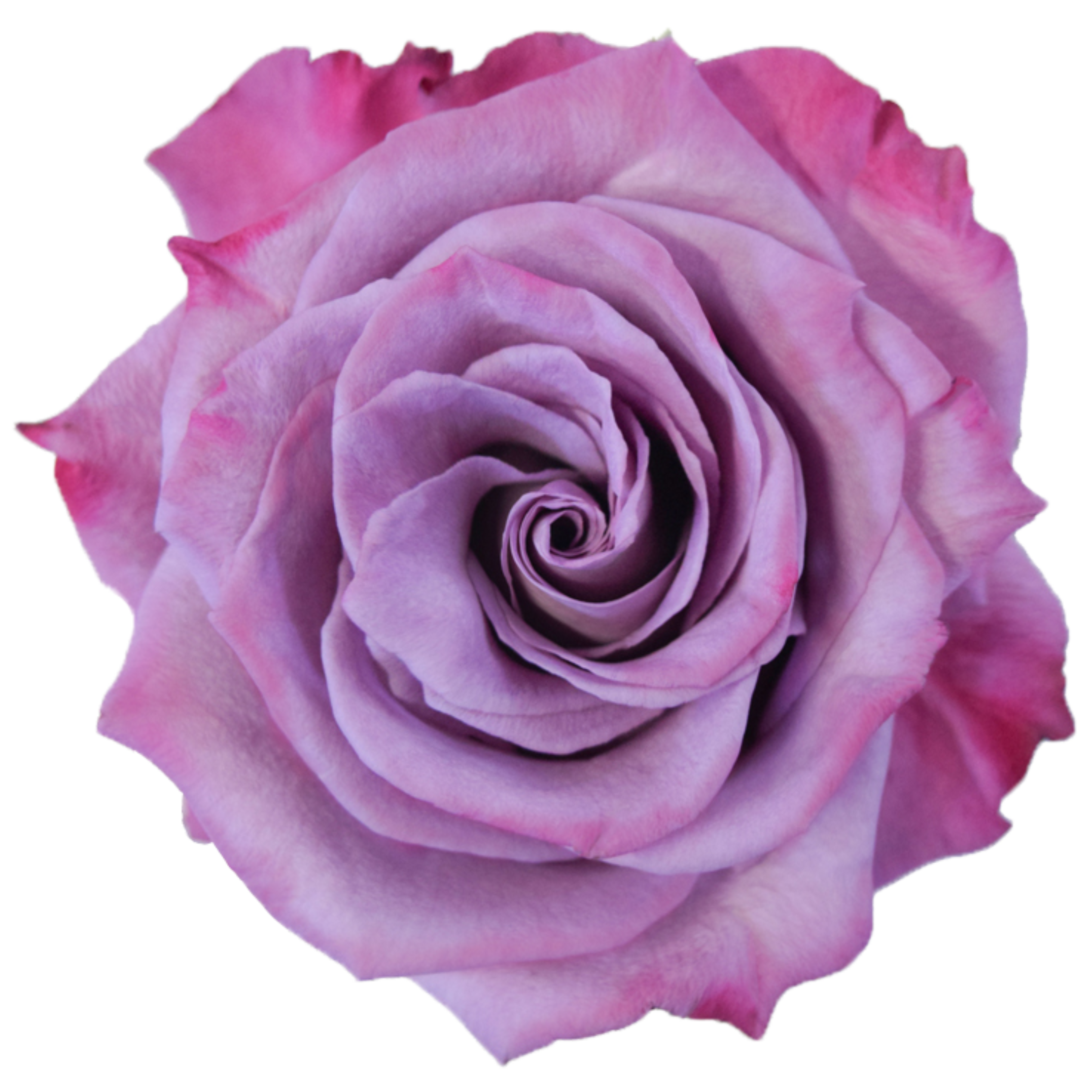 moody blues rose.webp
