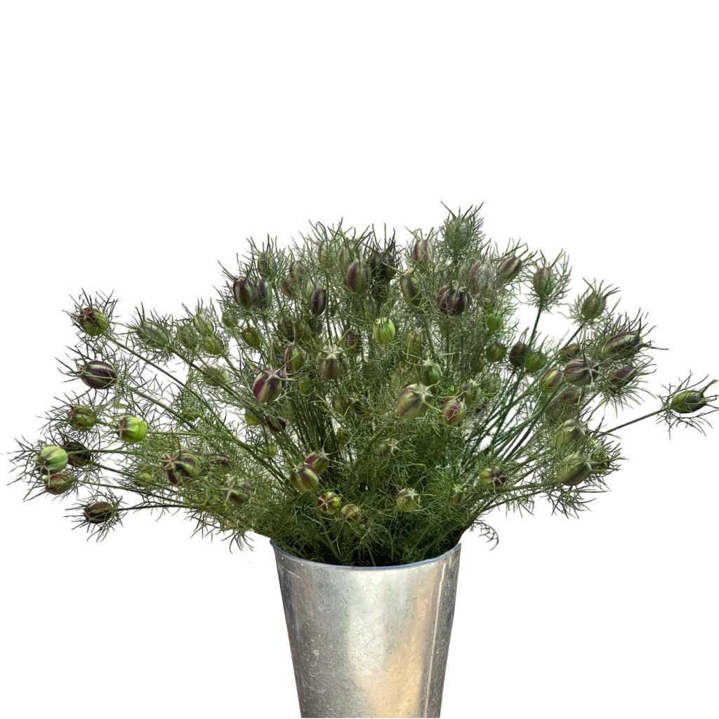 nigella black pods.webp